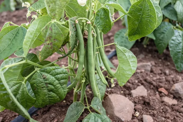 Greenery_Nursery®_Easy_To_Grow_Green_Bean_Seeds_(20-40_Pieces)_For_Home_Garden,_Pack_Of_1