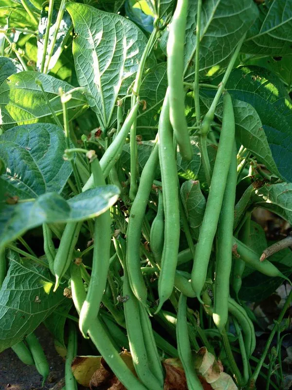 Greenery_Nursery®_Easy_To_Grow_Green_Bean_Seeds_(20-40_Pieces)_For_Home_Garden,_Pack_Of_1