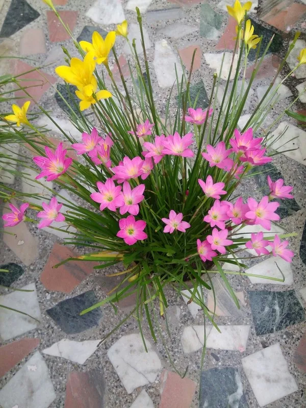 Greenery_Nursery®_Easy_To_Grow_Rain_Lily_Flower_Bulbs_(Pack_Of_1)