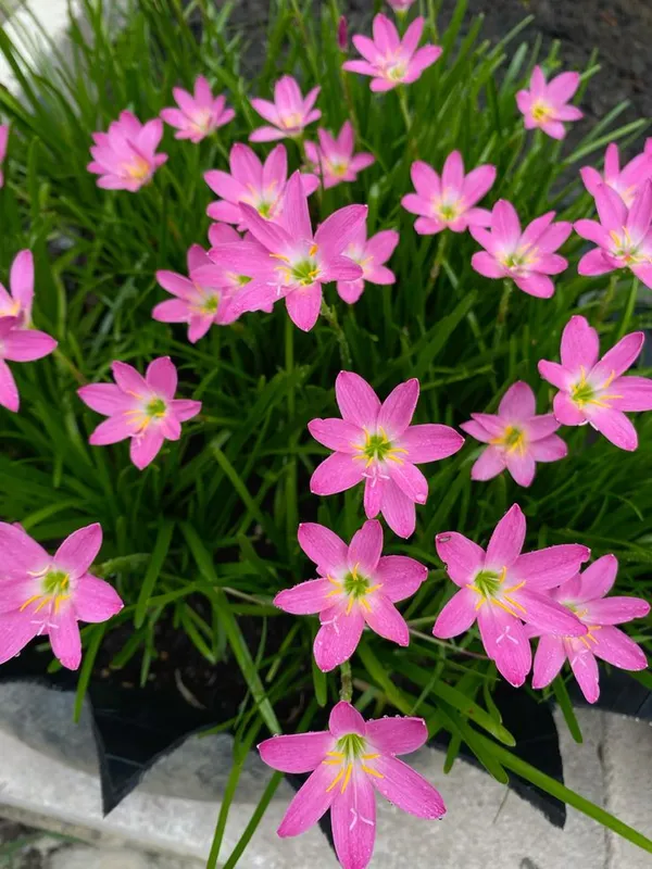 Greenery_Nursery®_Easy_To_Grow_Rain_Lily_Flower_Bulbs_(Pack_Of_1)