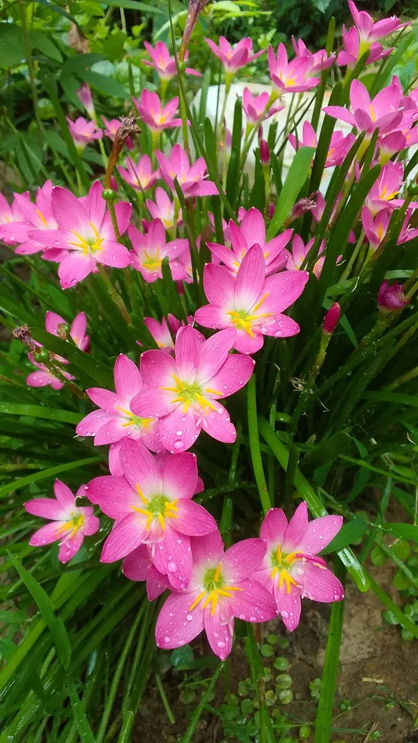 Greenery_Nursery®_Easy_To_Grow_Rain_Lily_Flower_Bulbs_(Pack_Of_1)