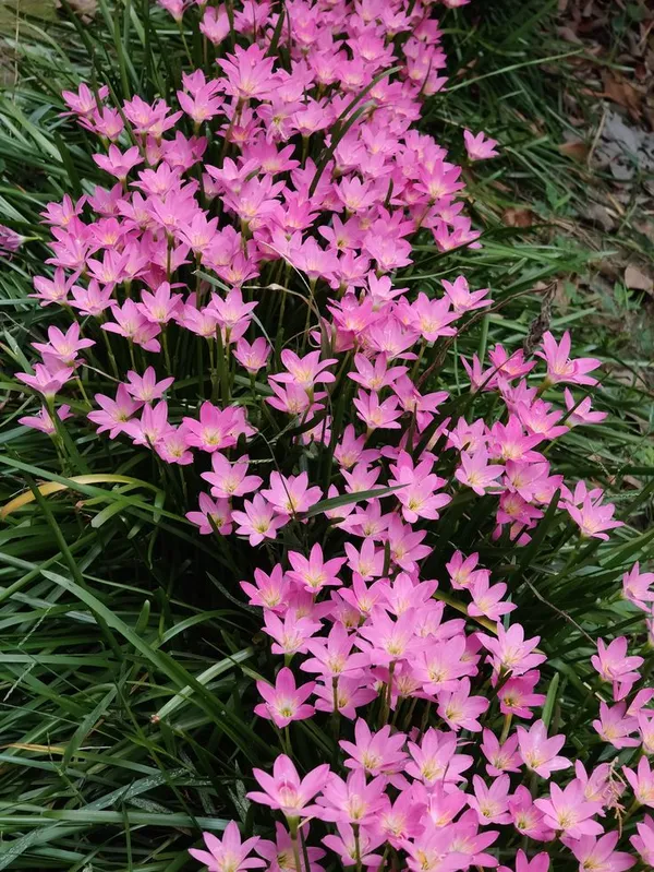 Greenery_Nursery®_Easy_To_Grow_Rain_Lily_Flower_Bulbs_(Pack_Of_1)
