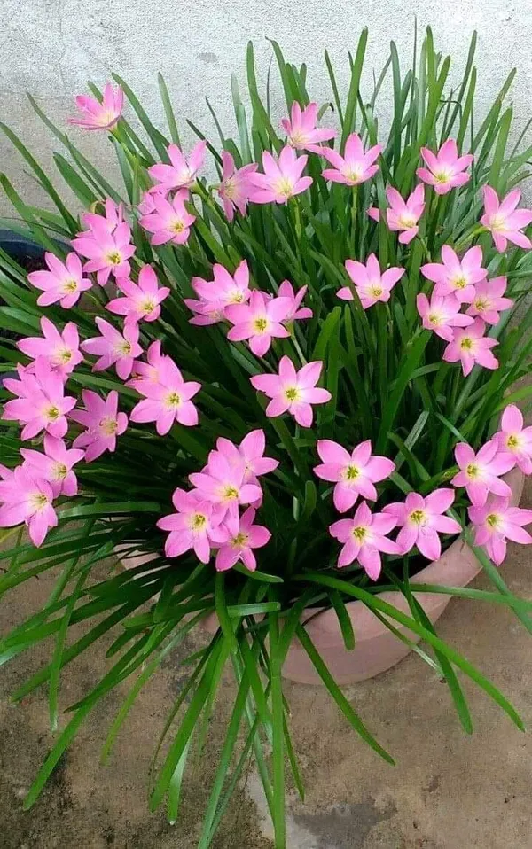 Greenery_Nursery®_Easy_To_Grow_Rain_Lily_Flower_Bulbs_(Pack_Of_1)