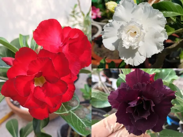 Greenery_Nursery®_Esthetic_Adenium_Flower_Plant_(Pack_Of_3)_For_Your_Home_Garden