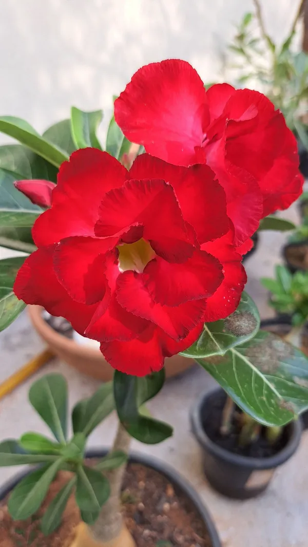 Greenery_Nursery®_Esthetic_Adenium_Flower_Plant_(Pack_Of_3)_For_Your_Home_Garden