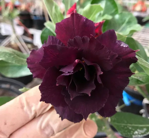 Greenery_Nursery®_Esthetic_Adenium_Flower_Plant_(Pack_Of_3)_For_Your_Home_Garden