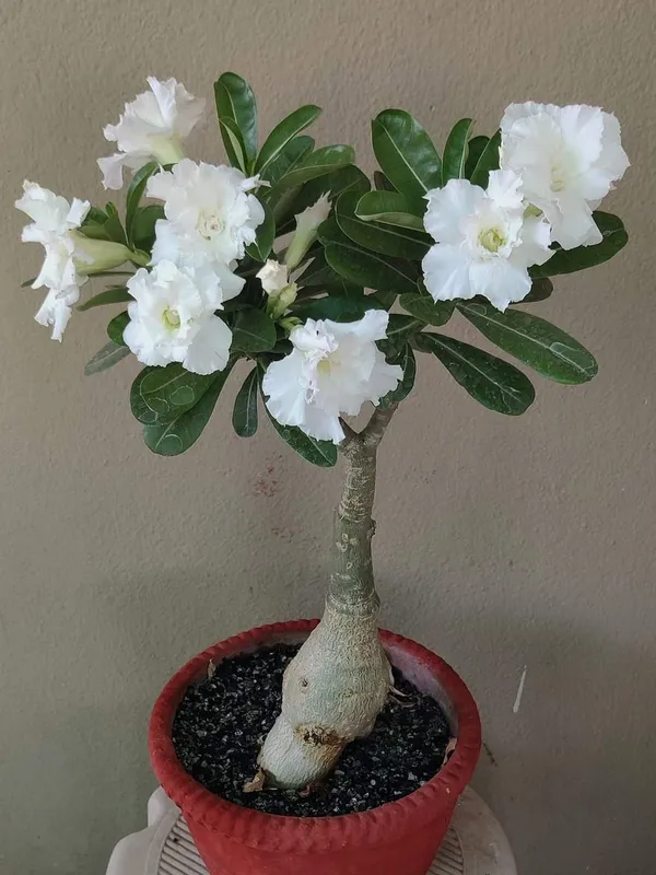 Greenery_Nursery®_Esthetic_Adenium_Flower_Plant_(Pack_Of_3)_For_Your_Home_Garden