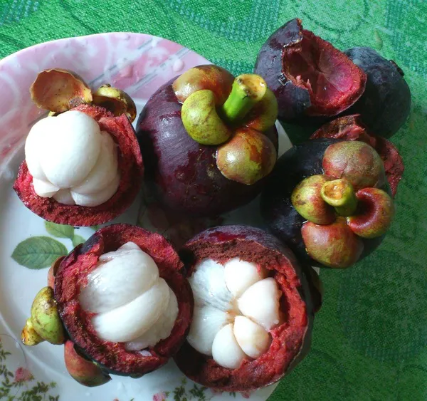 Greenery_Nursery®_Expensive_Mangosteen_Fruit_Plant_&_Tree_(1.5-3.5_Ft_Height)_Pack_Of_1