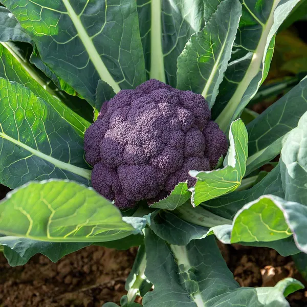Greenery_Nursery®_Expensive_Purple_Broccoli_Seeds_(20-40_Pieces)_For_Home_Gardening,_Pack_of_1