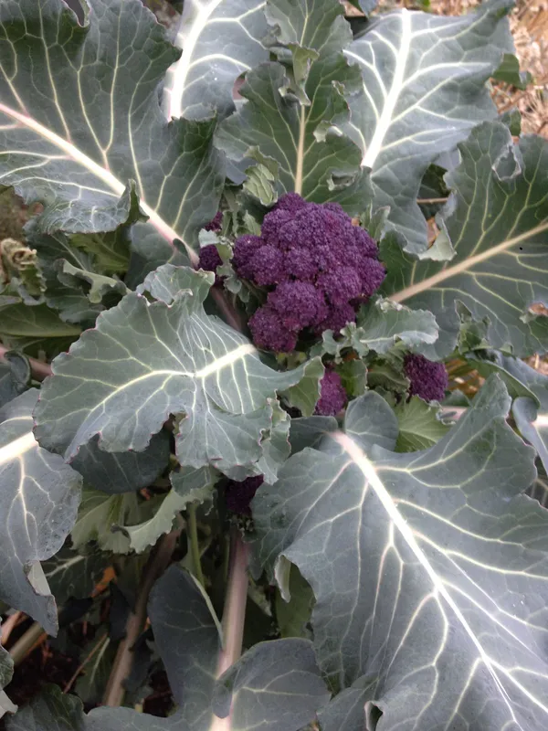 Greenery_Nursery®_Expensive_Purple_Broccoli_Seeds_(20-40_Pieces)_For_Home_Gardening,_Pack_of_1