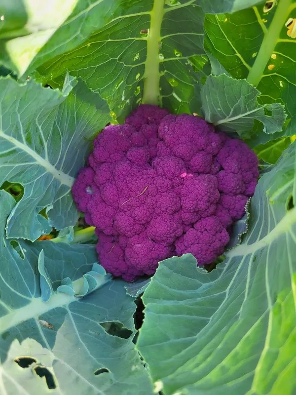 Greenery_Nursery®_Expensive_Purple_Broccoli_Seeds_(20-40_Pieces)_For_Home_Gardening,_Pack_of_1