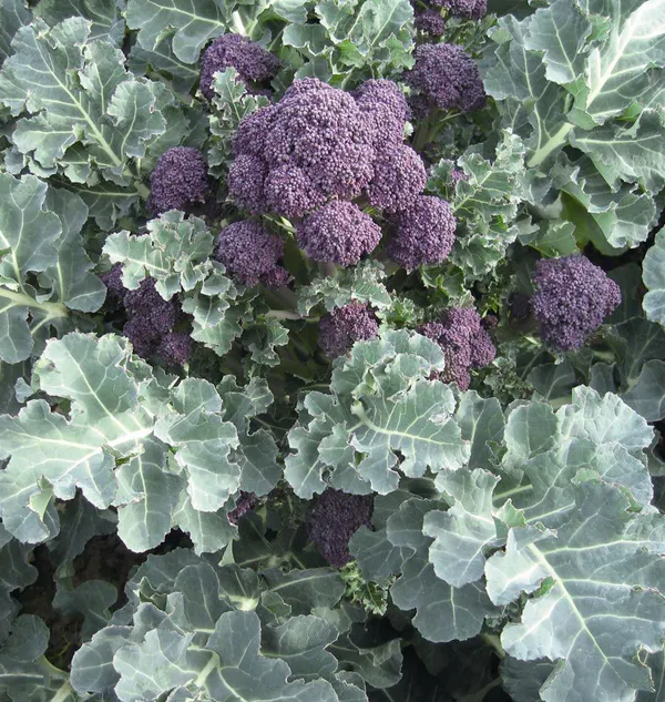 Greenery_Nursery®_Expensive_Purple_Broccoli_Seeds_(20-40_Pieces)_For_Home_Gardening,_Pack_of_1