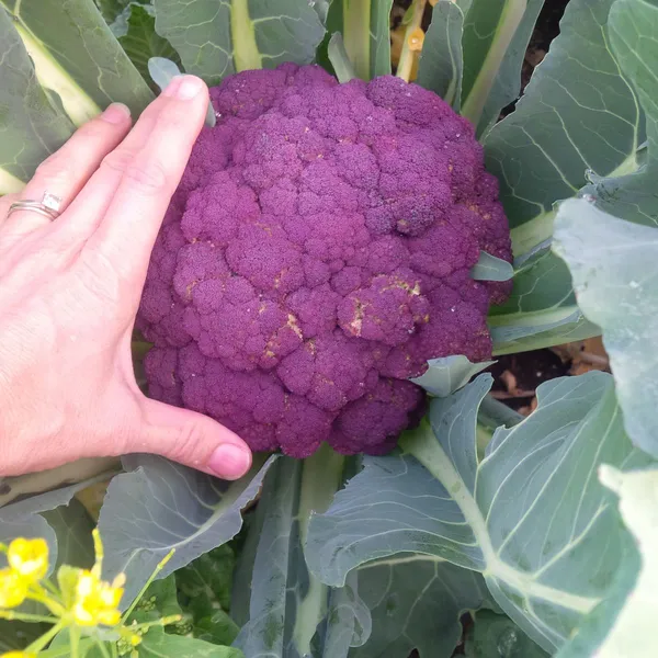 Greenery_Nursery®_Expensive_Purple_Broccoli_Seeds_(20-40_Pieces)_For_Home_Gardening,_Pack_of_1