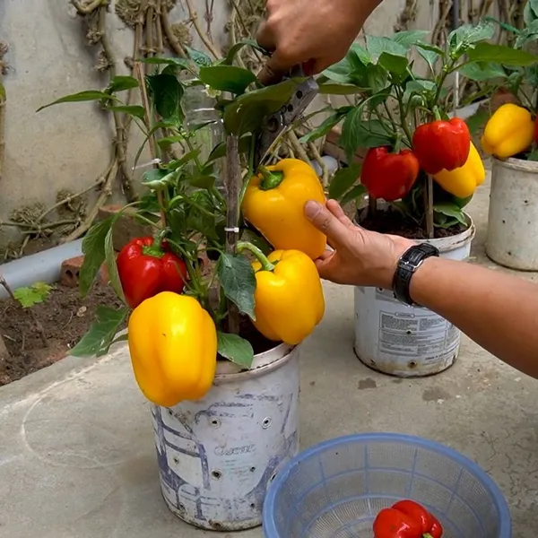 Greenery_Nursery®_Expensive_Yellow_Capsicum_Seeds_(20-40_Pieces)_For_Home_Garden,_Pack_Of_1