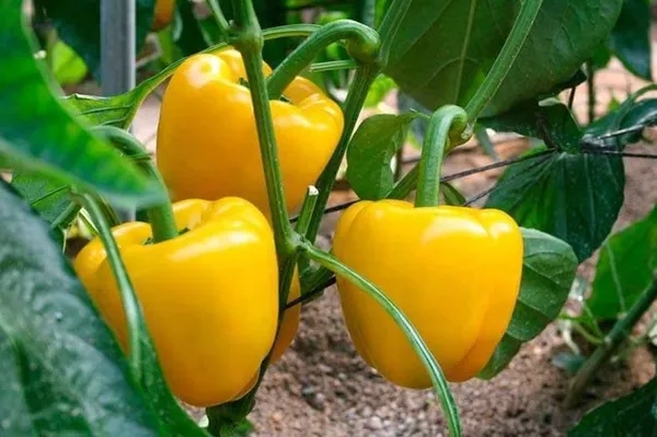 Greenery_Nursery®_Expensive_Yellow_Capsicum_Seeds_(20-40_Pieces)_For_Home_Garden,_Pack_Of_1
