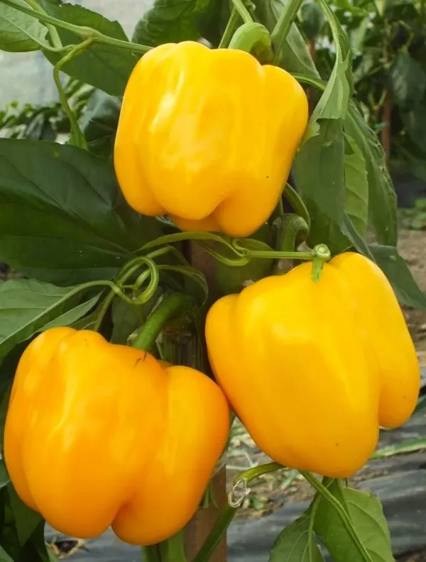 Greenery_Nursery®_Expensive_Yellow_Capsicum_Seeds_(20-40_Pieces)_For_Home_Garden,_Pack_Of_1
