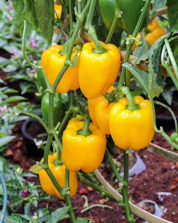 Greenery_Nursery®_Expensive_Yellow_Capsicum_Seeds_(20-40_Pieces)_For_Home_Garden,_Pack_Of_1