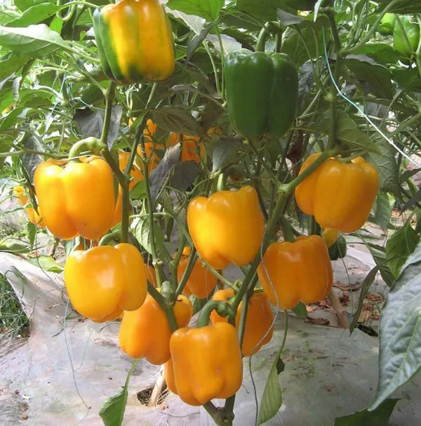 Greenery_Nursery®_Expensive_Yellow_Capsicum_Seeds_(20-40_Pieces)_For_Home_Garden,_Pack_Of_1