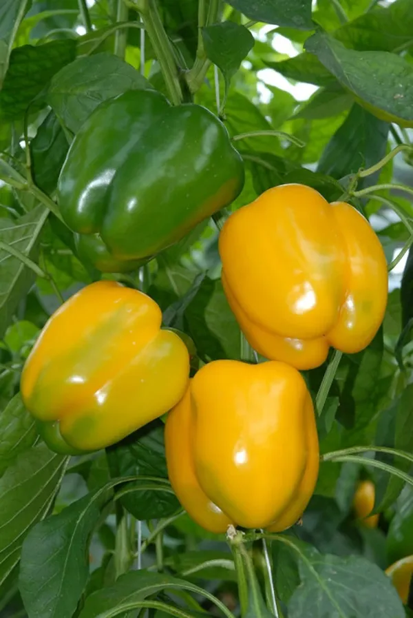 Greenery_Nursery®_Expensive_Yellow_Capsicum_Seeds_(20-40_Pieces)_For_Home_Garden,_Pack_Of_1