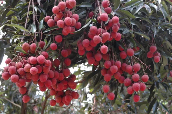 Greenery_Nursery®_Extra_Dark_Red_Litchi_Delicious_Fruit_Plant_&_Tree_For_Home_Garden_(1.5-3.5_Ft_Height)_Pack_Of_1