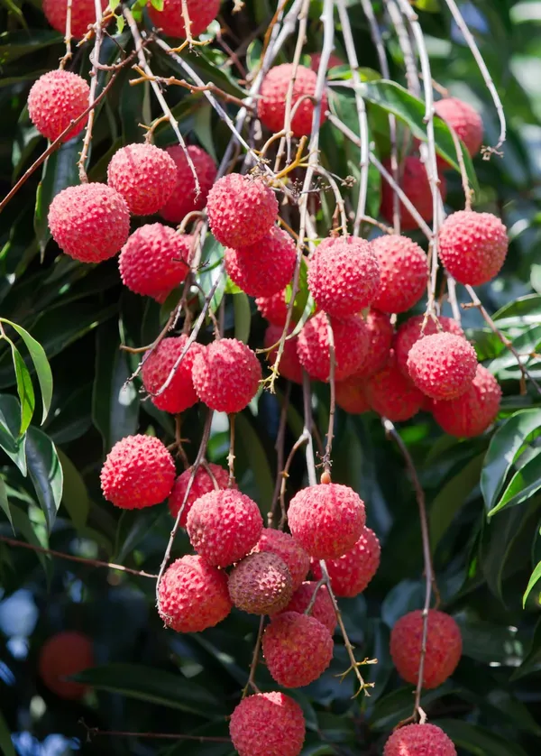 Greenery_Nursery®_Extra_Dark_Red_Litchi_Delicious_Fruit_Plant_&_Tree_For_Home_Garden_(1.5-3.5_Ft_Height)_Pack_Of_1
