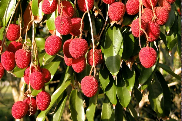 Greenery_Nursery®_Extra_Dark_Red_Litchi_Delicious_Fruit_Plant_&_Tree_For_Home_Garden_(1.5-3.5_Ft_Height)_Pack_Of_1