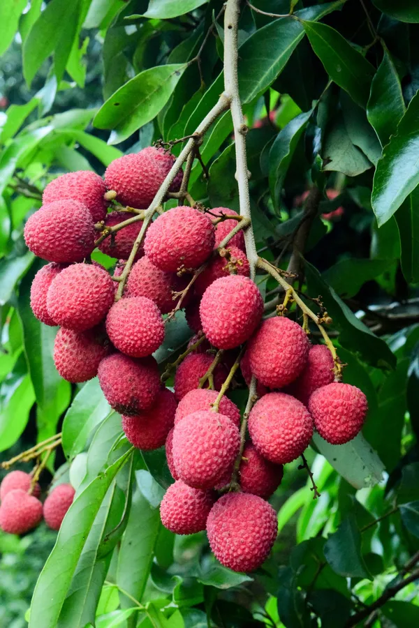 Greenery_Nursery®_Extra_Dark_Red_Litchi_Delicious_Fruit_Plant_&_Tree_For_Home_Garden_(1.5-3.5_Ft_Height)_Pack_Of_1