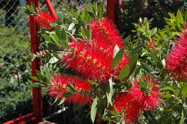 Greenery_Nursery®_Gorgeous_Red_Bottle_Brash_Flower_Plant_&_Tree_(1.5-2.5_Ft_Height)_For_Home_Garden,_Pack_Of_1