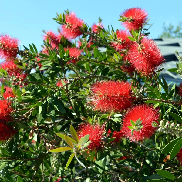 Greenery_Nursery®_Gorgeous_Red_Bottle_Brash_Flower_Plant_&_Tree_(1.5-2.5_Ft_Height)_For_Home_Garden,_Pack_Of_1