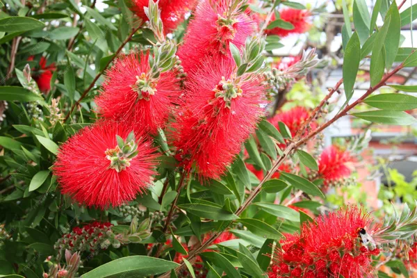 Greenery_Nursery®_Gorgeous_Red_Bottle_Brash_Flower_Plant_&_Tree_(1.5-2.5_Ft_Height)_For_Home_Garden,_Pack_Of_1