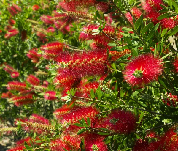 Greenery_Nursery®_Gorgeous_Red_Bottle_Brash_Flower_Plant_&_Tree_(1.5-2.5_Ft_Height)_For_Home_Garden,_Pack_Of_1