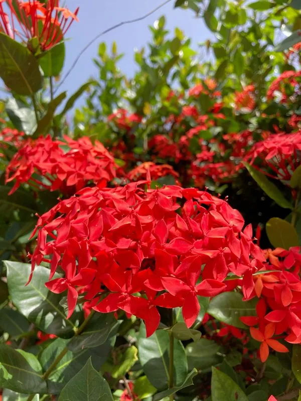 Greenery_Nursery®_Gorgeous_Red_Ixora_Flowering_Plant_&_Tree_(1.5-3.5_Ft_Height)_For_Enhance_Your_Home_Garden,_Pack_Of_1