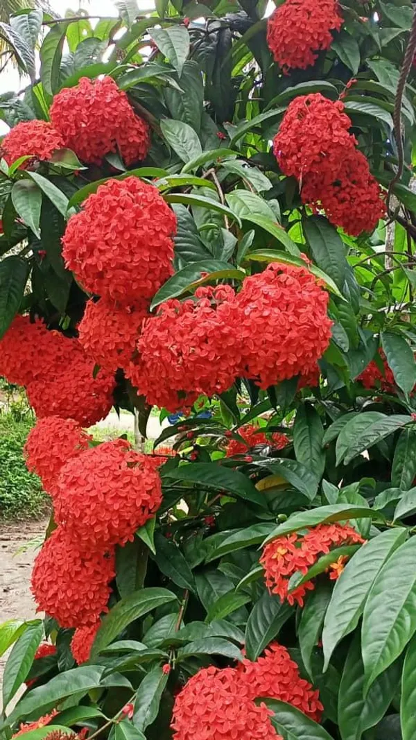 Greenery_Nursery®_Gorgeous_Red_Ixora_Flowering_Plant_&_Tree_(1.5-3.5_Ft_Height)_For_Enhance_Your_Home_Garden,_Pack_Of_1