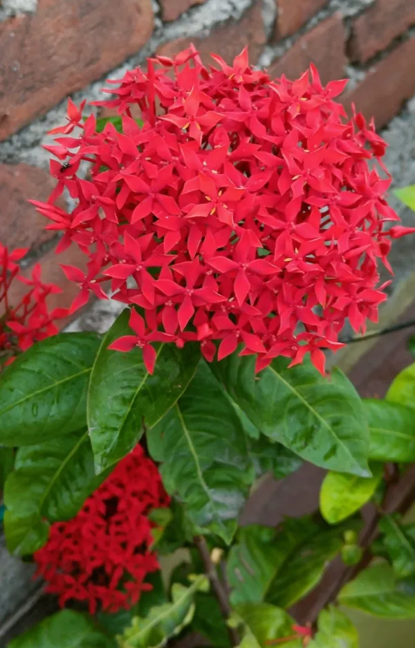 Greenery_Nursery®_Gorgeous_Red_Ixora_Flowering_Plant_&_Tree_(1.5-3.5_Ft_Height)_For_Enhance_Your_Home_Garden,_Pack_Of_1