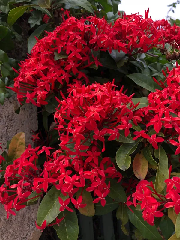 Greenery_Nursery®_Gorgeous_Red_Ixora_Flowering_Plant_&_Tree_(1.5-3.5_Ft_Height)_For_Enhance_Your_Home_Garden,_Pack_Of_1
