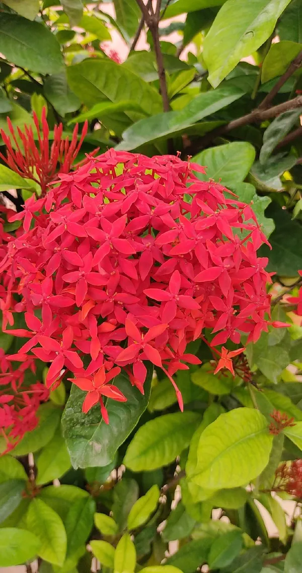 Greenery_Nursery®_Gorgeous_Red_Ixora_Flowering_Plant_&_Tree_(1.5-3.5_Ft_Height)_For_Enhance_Your_Home_Garden,_Pack_Of_1