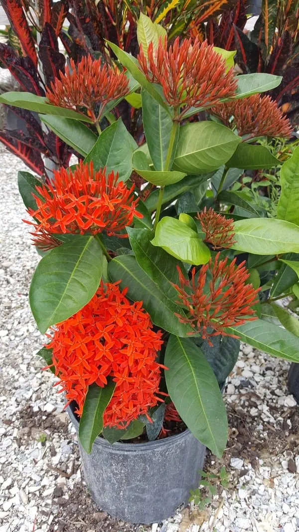 Greenery_Nursery®_Gorgeous_Red_Ixora_Flowering_Plant_&_Tree_(1.5-3.5_Ft_Height)_For_Enhance_Your_Home_Garden,_Pack_Of_1