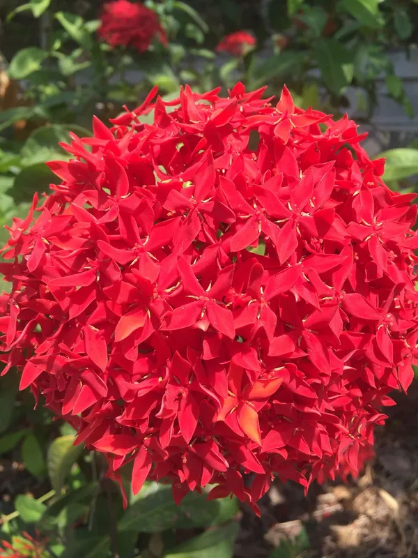 Greenery_Nursery®_Gorgeous_Red_Ixora_Flowering_Plant_&_Tree_(1.5-3.5_Ft_Height)_For_Enhance_Your_Home_Garden,_Pack_Of_1