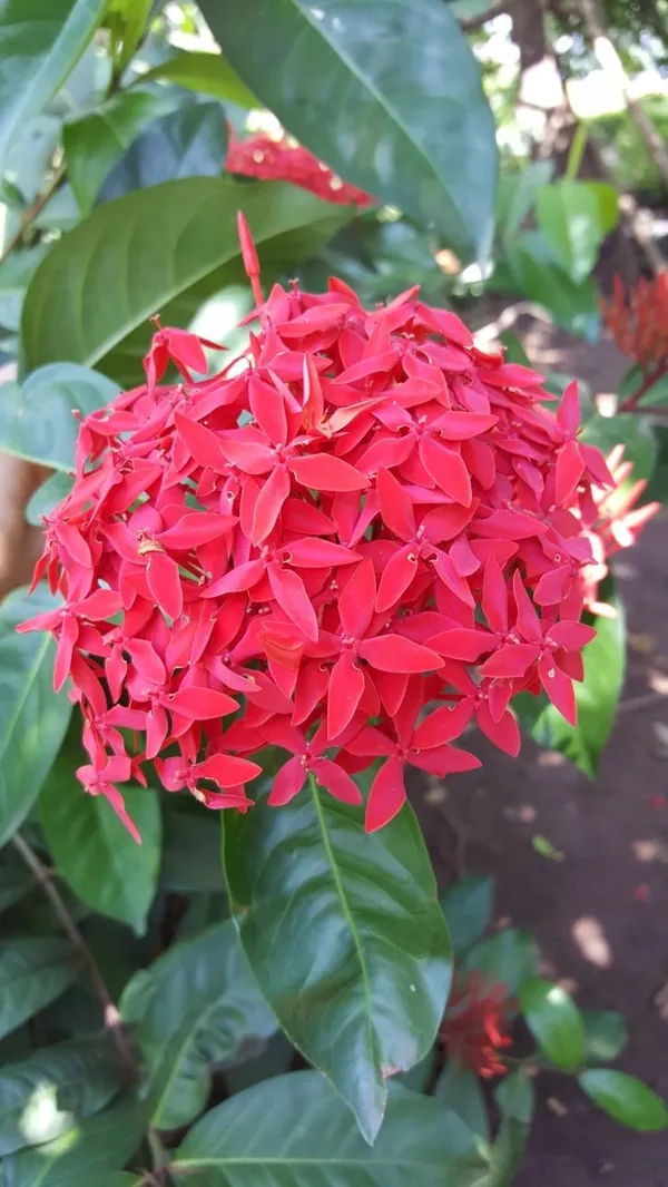 Greenery_Nursery®_Gorgeous_Red_Ixora_Flowering_Plant_&_Tree_(1.5-3.5_Ft_Height)_For_Enhance_Your_Home_Garden,_Pack_Of_1
