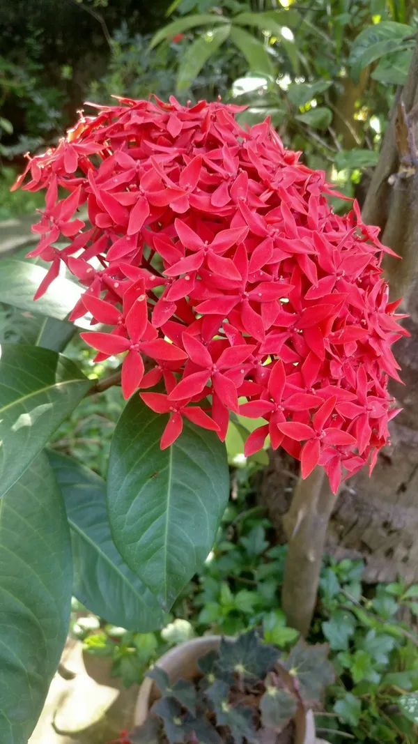 Greenery_Nursery®_Gorgeous_Red_Ixora_Flowering_Plant_&_Tree_(1.5-3.5_Ft_Height)_For_Enhance_Your_Home_Garden,_Pack_Of_1