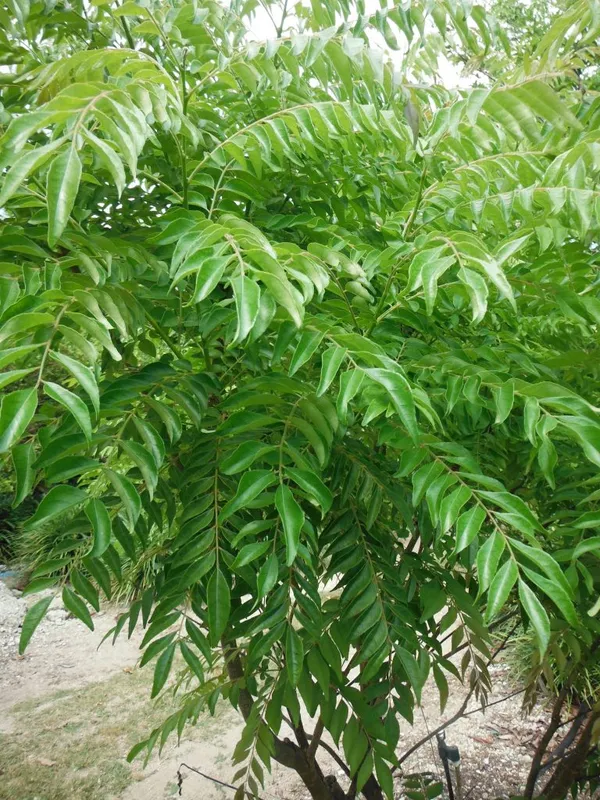 Greenery_Nursery®_Healthy_Curry_Patta_Plant,_Pack_Of_1