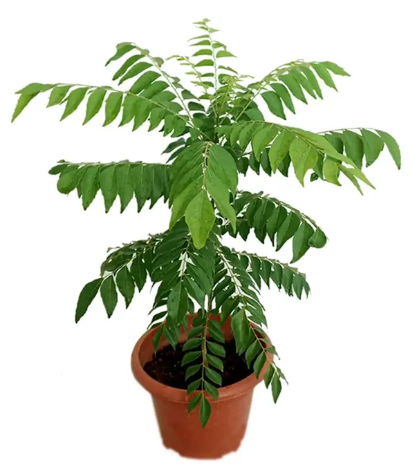 Greenery_Nursery®_Healthy_Curry_Patta_Plant,_Pack_Of_1