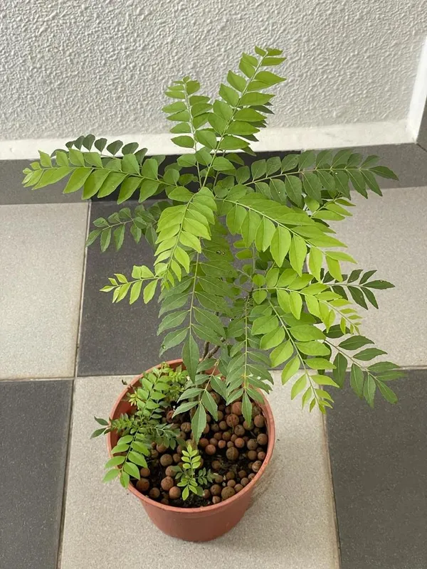 Greenery_Nursery®_Healthy_Curry_Patta_Plant,_Pack_Of_1
