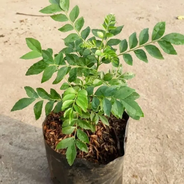 Greenery_Nursery®_Healthy_Curry_Patta_Plant,_Pack_Of_1