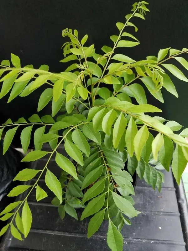 Greenery_Nursery®_Healthy_Curry_Patta_Plant,_Pack_Of_1