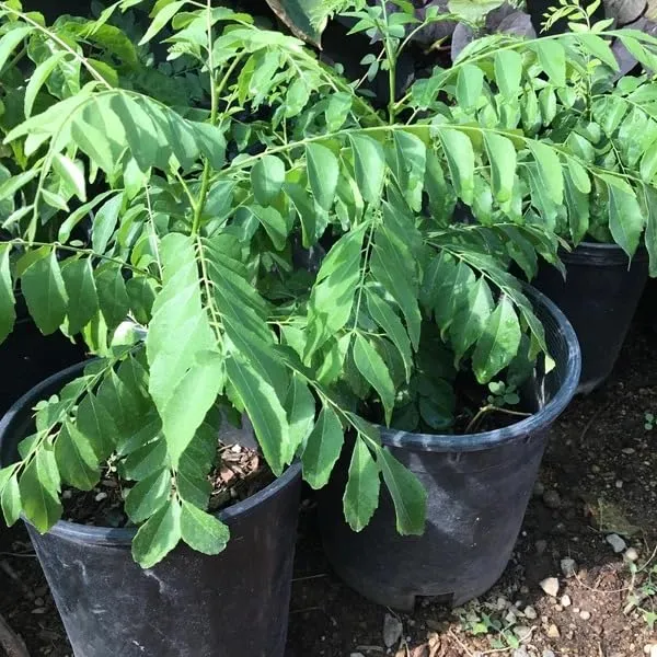 Greenery_Nursery®_Healthy_Curry_Patta_Plant,_Pack_Of_1
