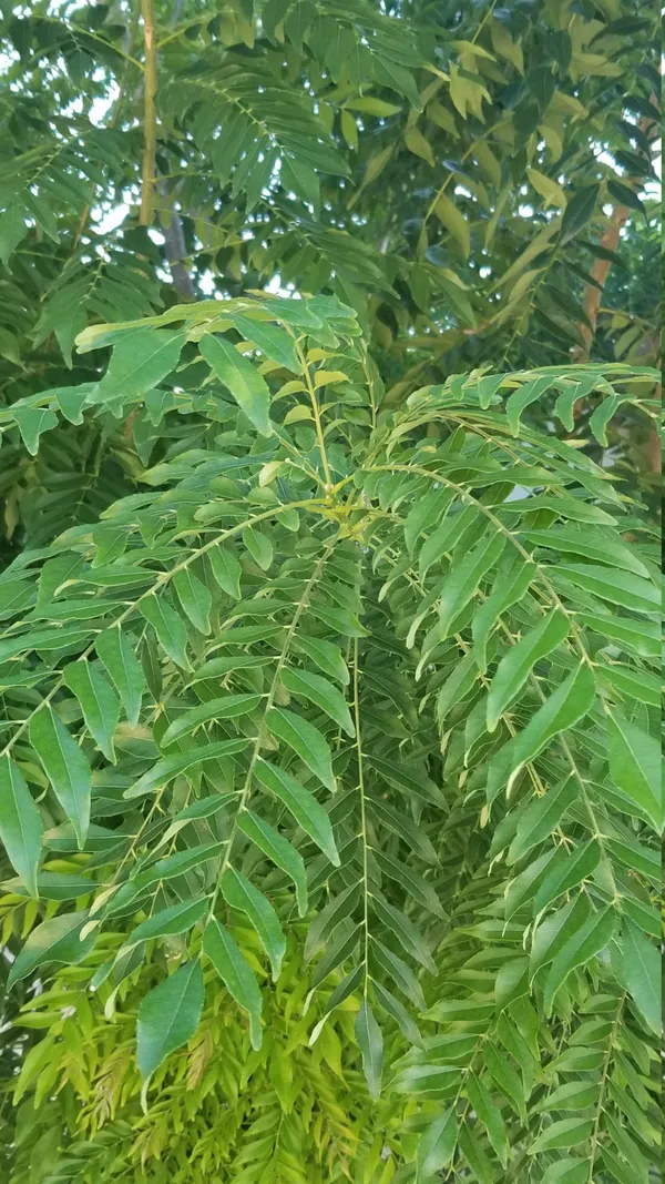 Greenery_Nursery®_Healthy_Curry_Patta_Plant,_Pack_Of_1