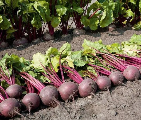 Greenery_Nursery®_Highly_Benefited_Beetroot_Seeds_(20-40_Pieces)_For_Home_Garden,_Pack_Of_1