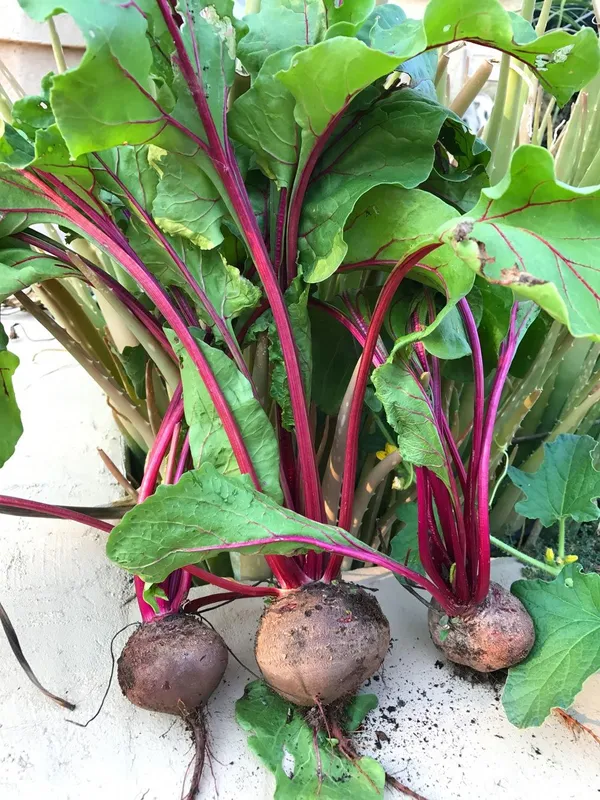 Greenery_Nursery®_Highly_Benefited_Beetroot_Seeds_(20-40_Pieces)_For_Home_Garden,_Pack_Of_1