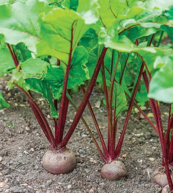 Greenery_Nursery®_Highly_Benefited_Beetroot_Seeds_(20-40_Pieces)_For_Home_Garden,_Pack_Of_1